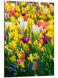 Aluminium print Multi-colored flowers in spring