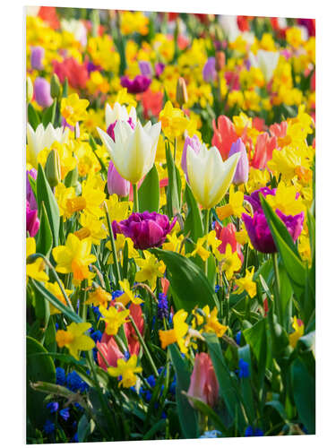 Foam board print Multi-colored flowers in spring