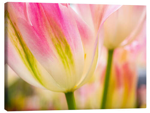 Obraz na płótnie Macro shot of tulips