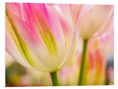 Foam board print Macro shot of tulips