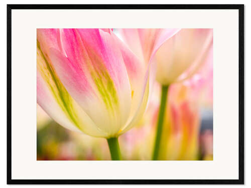 Framed art print Macro shot of tulips
