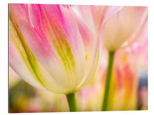 Tableau en plexi-alu Macrophotographie de tulipes