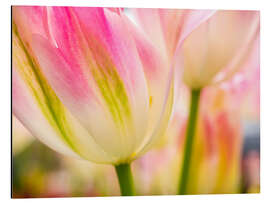 Magnettafel Makroaufnahme von Tulpen