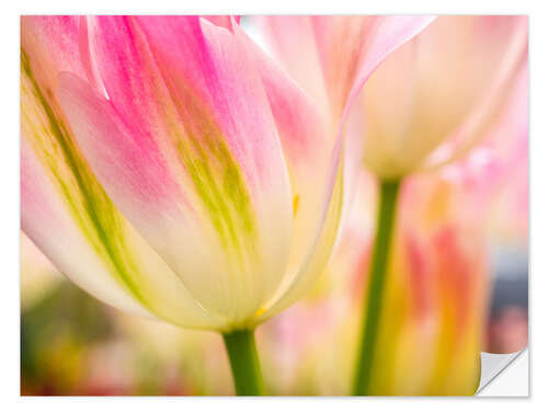 Selvklebende plakat Macro shot of tulips