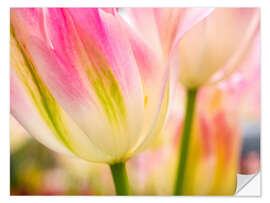 Sisustustarra Macro shot of tulips