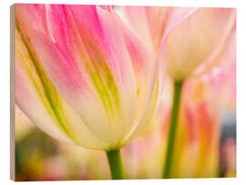 Tableau en bois Macrophotographie de tulipes