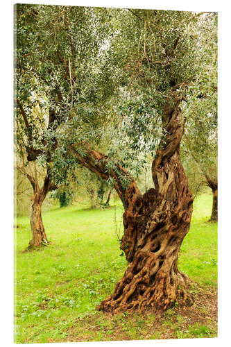 Acrylglas print Mediterranean olive trees