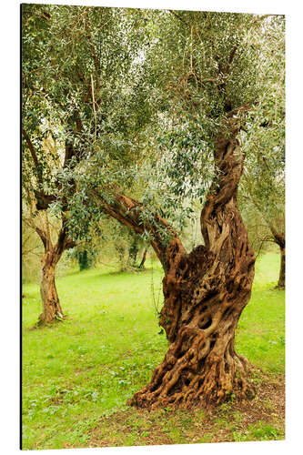 Aluminiumtavla Mediterranean olive trees