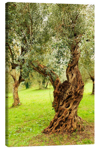 Canvas-taulu Mediterranean olive trees