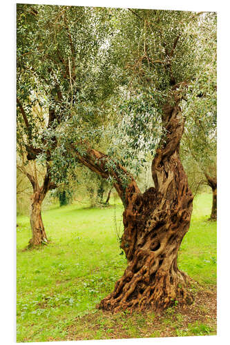 Bilde på skumplate Mediterranean olive trees