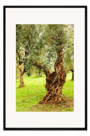 Gerahmter Kunstdruck Mediterrane Olivenbäume