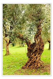 Wall print  Mediterranean olive trees - Emily M. Wilson