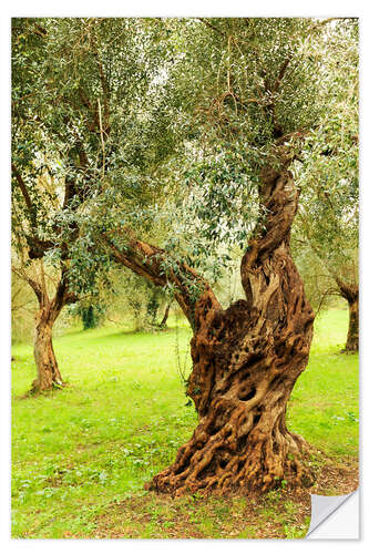 Selvklæbende plakat Mediterranean olive trees