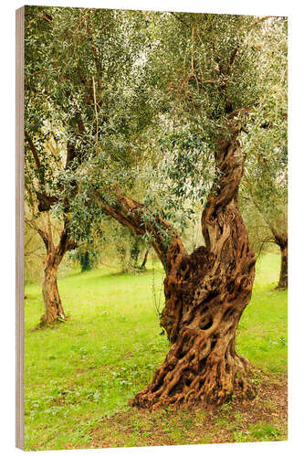 Hout print Mediterranean olive trees