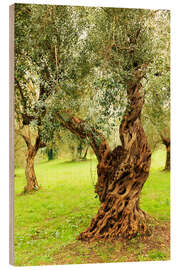 Wood print Mediterranean olive trees