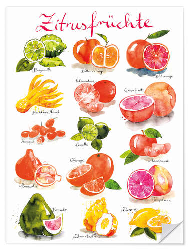 Selvklebende plakat Citrus fruits (German)