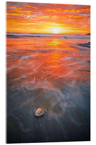 Acrylic print Seashell on the beach