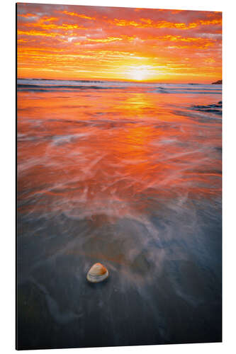 Aluminium print Seashell on the beach