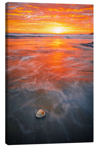 Canvastavla Seashell on the beach