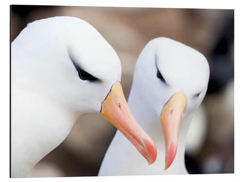 Alumiinitaulu Blackbrow albatross