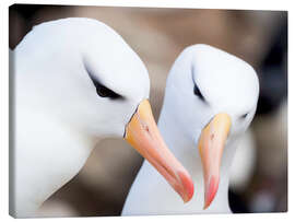 Canvas print Blackbrow albatross