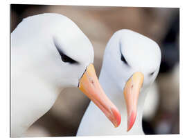 Gallery print Blackbrow albatross