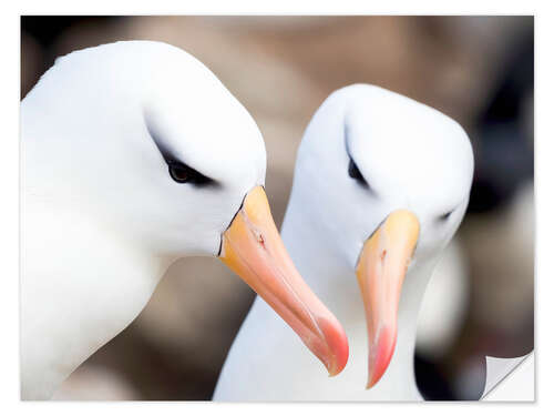 Naklejka na ścianę Blackbrow albatross