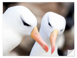 Selvklebende plakat Blackbrow albatross