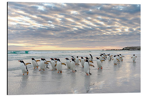 Aluminium print Gentoo penguin on the sandy beach