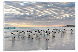 Stampa su alluminio Gentoo pinguino sulla spiaggia sabbiosa