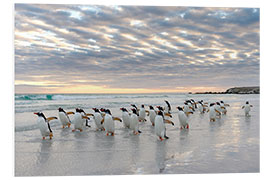 Foam board print Gentoo penguin on the sandy beach