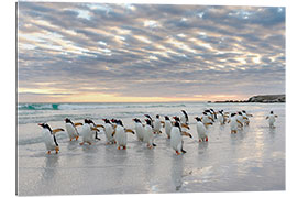 Tableau en plexi-alu Manchots papous sur une plage de sable