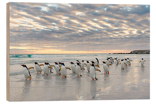 Holzbild Gentoo Pinguin am Sandstrand