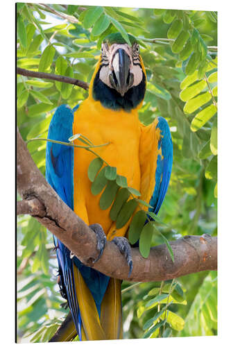 Aluminium print Yellow-breasted Macaw on a branch