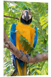 Foam board print Yellow-breasted Macaw on a branch