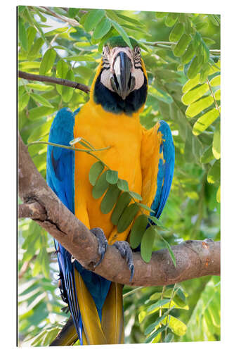 Gallery print Yellow-breasted Macaw on a branch