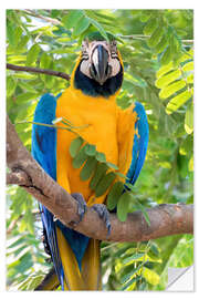 Adesivo murale Macaw dal petto giallo su un ramo