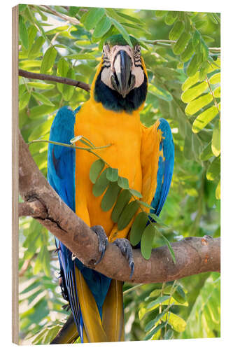 Wood print Yellow-breasted Macaw on a branch