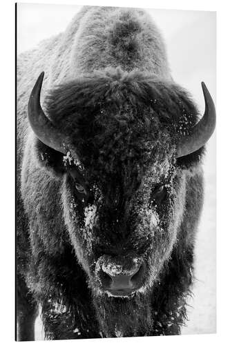 Alumiinitaulu Bison bull on a frosty morning