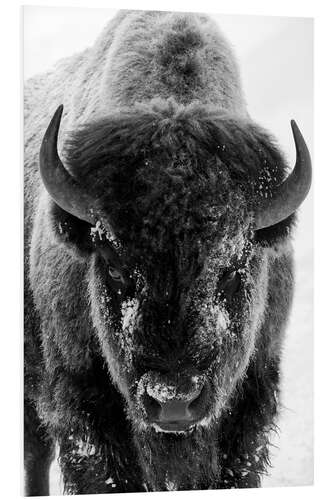 Hartschaumbild Bisonbulle an einem frostigen Morgen