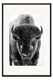 Gerahmter Kunstdruck Bisonbulle an einem frostigen Morgen