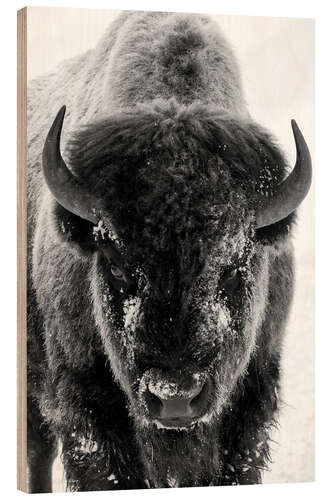 Wood print Bison bull on a frosty morning