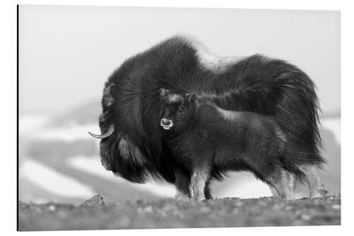 Alubild Moschusochse mit Kalb