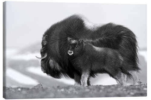 Canvas print Musk ox with calf