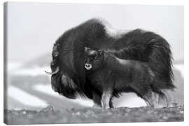 Canvas print Musk ox with calf