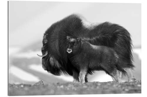 Gallery print Musk ox with calf