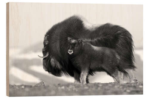 Wood print Musk ox with calf