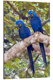 Aluminium print Hyacinth macaws in the tree