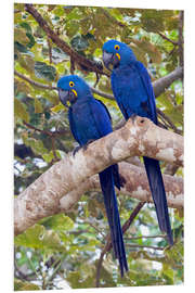 Foam board print Hyacinth macaws in the tree