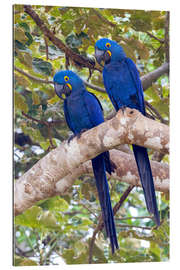 Gallery print Hyacinth macaws in the tree